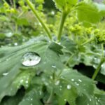 Tautropfen auf einem grünen Blatt.